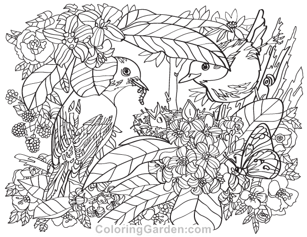 Birds and Flowers Adult Coloring Page