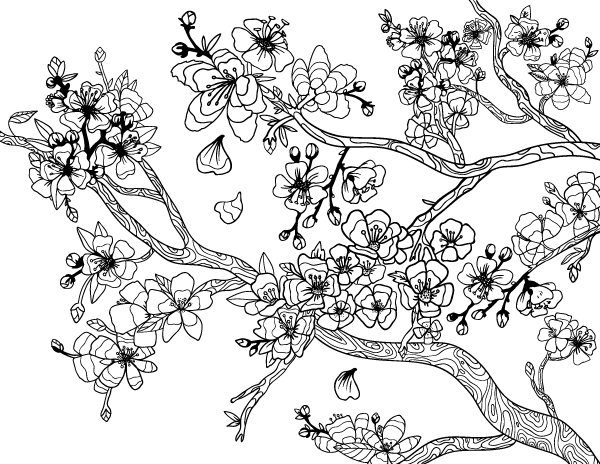 Cherry Blossom Adult Coloring Page