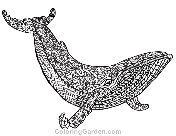 Whale Adult Coloring Page